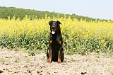 BEAUCERON 811